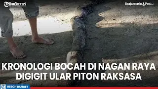 Kronologi Bocah di Nagan Raya Digigit Ular Piton Saat Memancing, Korban Masih Tak Sadarkan Diri