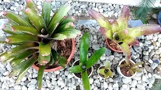 How to Plant Bromeliads in a POT by Anak Bukid