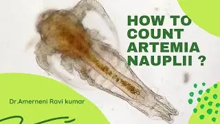 How To Count Artemia Nauplii Accurately ? (Telugu)