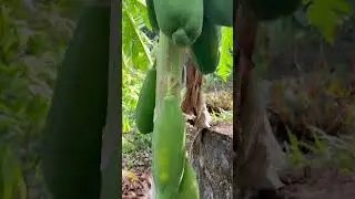 Red Lady Papaya #organic #papaya #redlady #agri #homegardener #homegarden #happiness #healthy #agri