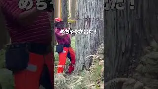 【匠の技】プロの大木の切り方。#林業 #木こり #京北 #京都 #チェンソー  #ハスクバーナ #husqvarna #575xp #kyoto #lumberjack #ショート #shorts