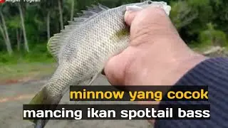 Minnow murah mancing ikan spot tail bass di air keruh.