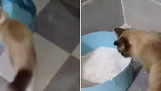 My cat Miro what is he doing in a bowl