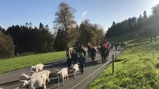 Viehschau Hinwil Die Familie Honegger zieht mit ihren herrlich geschmückten OB Tieren nach Hause.