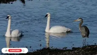 watch out how nature is beautiful & incredible