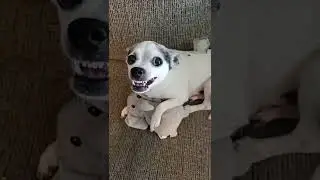 OMG! The Dogs Reaction to the Ice Cube 😂