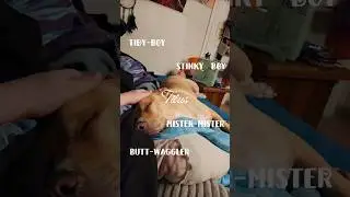 Титус💕#edit#doglover#pet#ItzLevi#fyp#recommended#capcut#Titus#dog