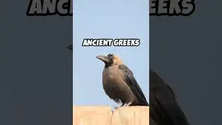 Crows Legends, Myths, and History in #shorts #nature #crow #animals