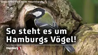 Die Kohlmeise ist Hamburgs h&auml;ufigster Gartenvogel: Zahl von Mauerseglern deutlich zur&uuml;ckgegangen