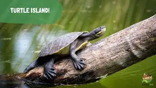 TURTLE ISLAND!
