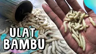 Ulat Bambu atau Ulat Bumbung
