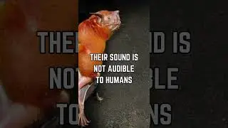 🦇🔊 Unveiling Nature's Sonic Titan: Discovering the Loudest of the Bats!