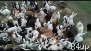 #DesiRabbit #MixColour #PakistanRabbitFarming