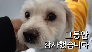 배추야 행복해야대  dog #희망 #가족