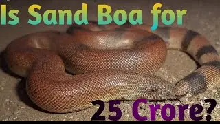 #SandBoaSnake #Snake #Nonvenomous   DOES THIS SNAKE COST FOR 25 CRORE?  Kya ye samp 25Crore ka hai?