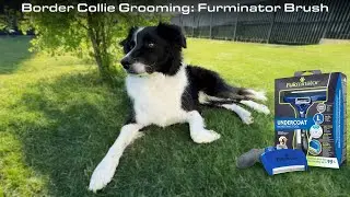 Border Collie Grooming: Furminator Brush