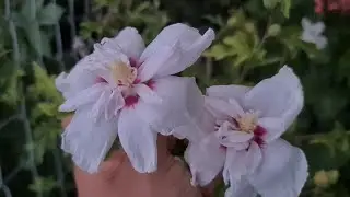 Oya Ağacı Nedir? Yeni Ağaç hatmi, Çalı Mineler, Yeni Açanlar