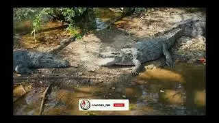CROCODILE PARK DANDELI||DANDELI|| DANDELI WILDLIFE SANCTUARY