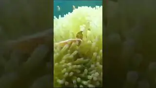 Clownfish in sea anemone Seminyak Bali Indonesia 🇮🇩 #shorts #fish #indonesia #bali