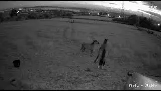 Horse and pony night vision camera