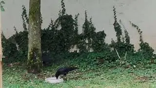 Mary, Mara and 2 pigeons in my home yard💕💕