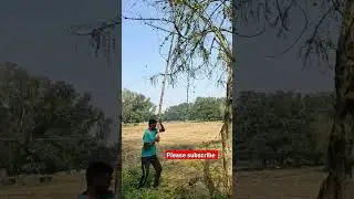 Amla harvesting #ytshorts #viral #shorts #trending #farming#satisfying