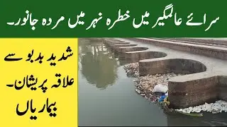 Sarai Alamgir Railway bridge Crossing Issue Dead Animals in Canal Causing Toxic Smell 
