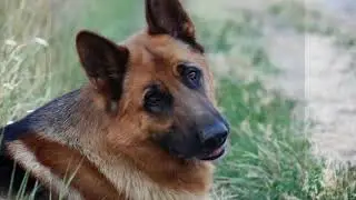 Support Retired Military and Police Dogs with Brutus Broth!