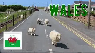 16🏴󠁧󠁢󠁷󠁬󠁳󠁿 im #Campervan #Wales #Hund nach #Brexit #England #roadtrip #vanlife #nature #camping #lgbt
