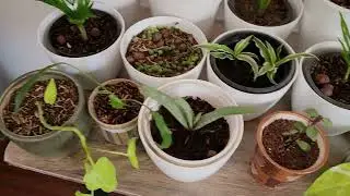 &ldquo;Propagating Golden Pothos in LECA | Easy Root Growth in Water | Money Plant Care Tips&rdquo;
