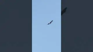 White-eyed buzzard #birds #birdswatching #ytshorts #shorts