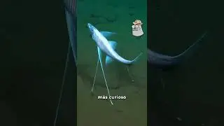 El pez tr&iacute;pode parece de otro mundo #sabiasque #peces #biologiamarina #subnautica  #bioloco