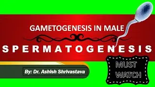 GAMETOGENESIS IN MALE || SPERMATOGENESIS || HUMAN REPRODUCTION || NEET