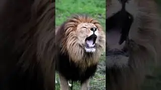 lion mating call