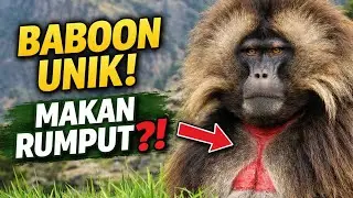 Primata Aneh dari Ethiopia #animals #faktaunik 