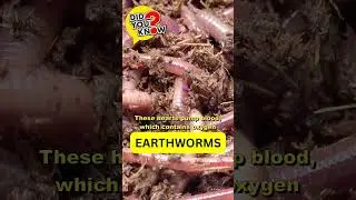 Did You Know? Earthworms Have Multiple 'Hearts' to Keep Them Alive!  #education #facts #didyouknow