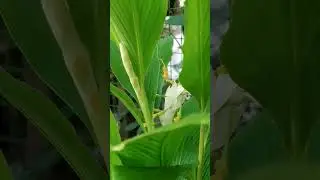 Dancing Girl Ginger Bloom again #nature #flowers #birdsounds