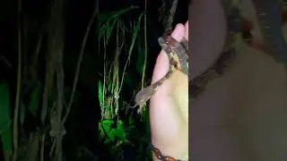I had to relocate this neotropical snail eater snake from the boardwalk of our lodge
