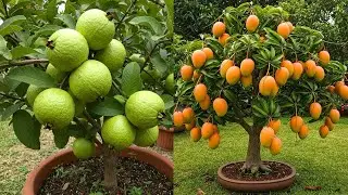 LIVE🔴🌿Easy Steps to Growing Sweet Grapes in Your Backyard or Balcony #livestream #live