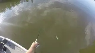 Wabigoon Follow