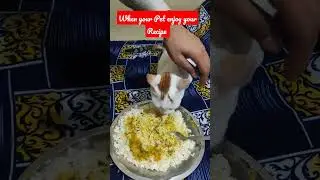 When your Pet enjoy your Recipe #viral #shortsfeed #ytshorts #petlover #yummy #citykitchenofficial