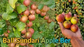 Ball Sundari Apple Ber Farming,बॉल सुंदरी एप्पल बेर का पौधा