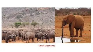 Ultimate Safari Experience in Kenya