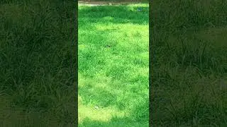 wonderful birds #birds #8k #shortsfeed #4k #shortvideo #youtubeshorts #birdschirping #wildlife