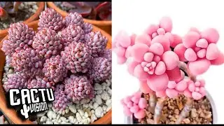 10 Tipos De Suculenta Graptopetalum