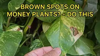 Money Plant पर Brown Spots? जानिए असली वजह और इलाज  || How to treat brown spots on Money Plant 