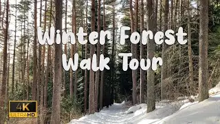 4K Winter Forest Snow Walk ASMR Sound