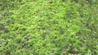 Serpent Mound Summer Solstice 2011 Grass Close Up