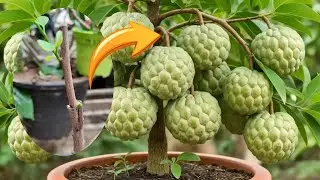 Custard Apple Tree Growing Fast Use Grafting with Aloe Vera 2