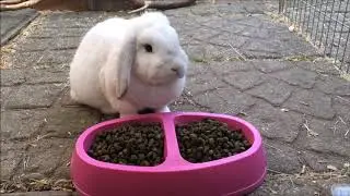 6 Common Mistakes that Rabbit Owners Make! &brvbar; Furry Friends